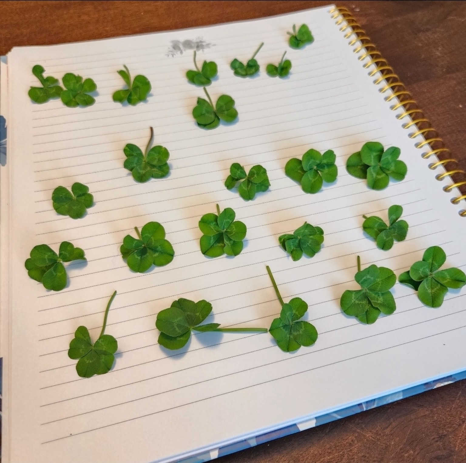 Collection of four-leaf clovers laid out like findings