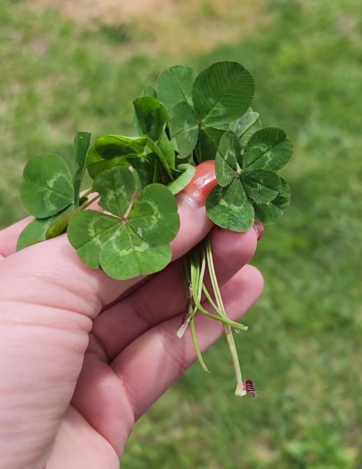 Hand holding multiple four-leaf clovers